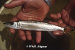 Acestrorhynchus hererolepis
